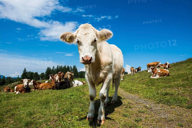 Dairy cows in front of a blue sky, Herzogenhorn, Southern Black Forest, Black Forest, Germany, Europe