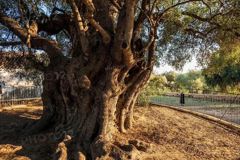 Ancient 1000-year-old olive tree, Santa Maria Navarrese, Gulf of Orosei National Park, Baunei, Nuoro, Sardinia, Italy, Europe
