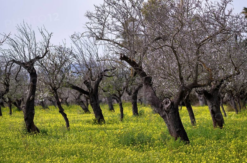 Almond blossom, almond trees, plantation, Bermuda buttercup (Oxalis pes-caprae), also known as low wood sorrel, Santa Maria del Camí, Calvià, Majorca, Balearic Islands, Balearic Islands, Spain, Europe
