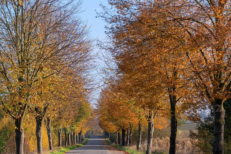Autumnal lime tree avenue (Tilia), Brützkow, Mecklenburg-Vorpommern, Germany, Europe