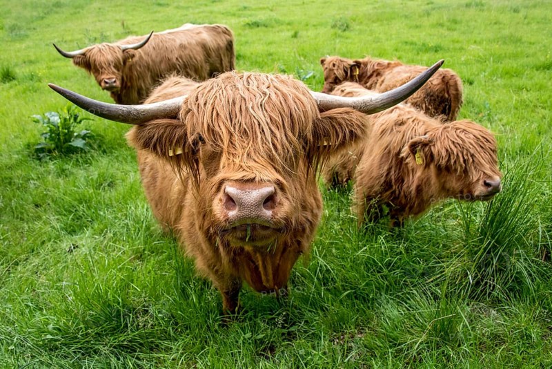 Highland cattle, Highland Cattle or Kyloe (Bos primigenius f. taurus), cow, shaggy coat covers eyes, calves, herd grazing on pasture, high lush grass, Nidda, Wetterau, Hesse, Germany, Europe