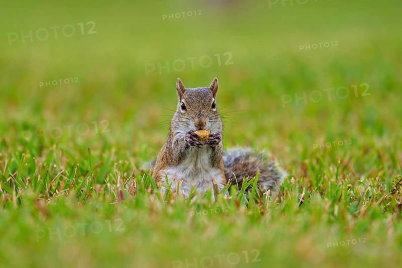 Grey Squirrel (Sciurus carolinensis), on meadow, springtime, Florida, USA, North America