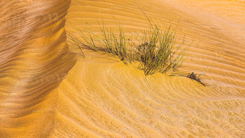 Green vegetation in a windswept sandy structure, Hugf stone desert, Arabian Peninsula, Sultanate of Oman