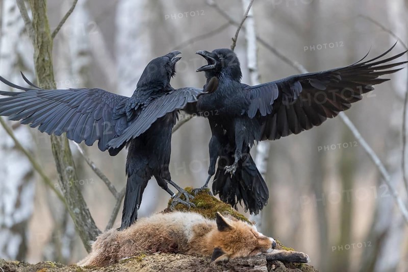 Two common raven (Corvus corax), fighting and feeding on the carcass of a red fox lying on stones in a forest of birch trees