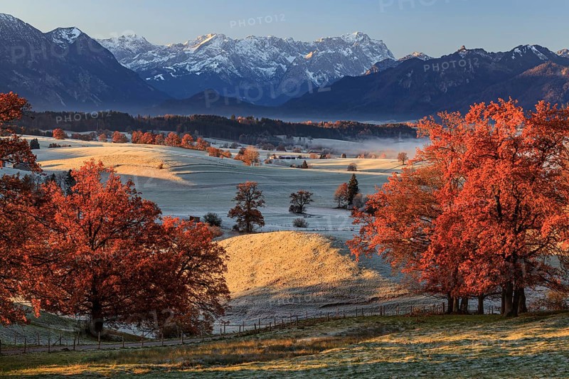 Autumn coloured trees, oaks, meadow, hoarfrost, morning light, Aidling, view of Zugspitze, Alpine foothills, Bavaria, Germany, Europe