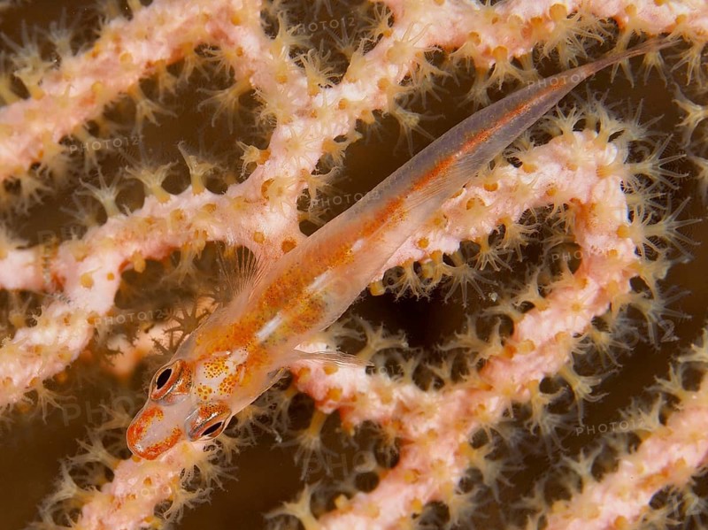 A delicate, almost invisible fish, Mozambique ghost goby (Pleurosicya mossambica), rests well camouflaged on a coral, giant fan coral (Annella mollis), dive site Twin Reef, Penyapangan, Bali, Indonesia, Asia