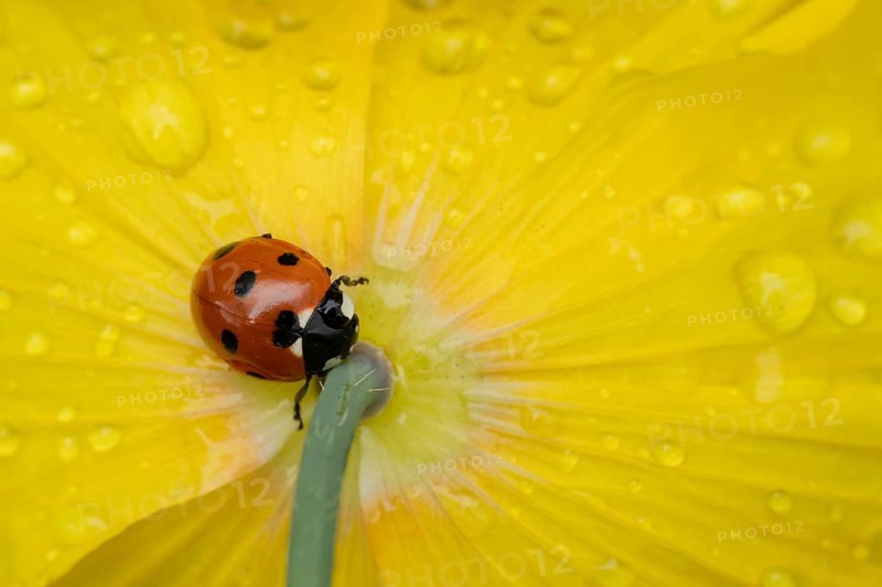 Seven-spot ladybird (Coccinella septempunctata) adult insect on a garden yellow poppy flower in springtime, England, United Kingdom, Europe