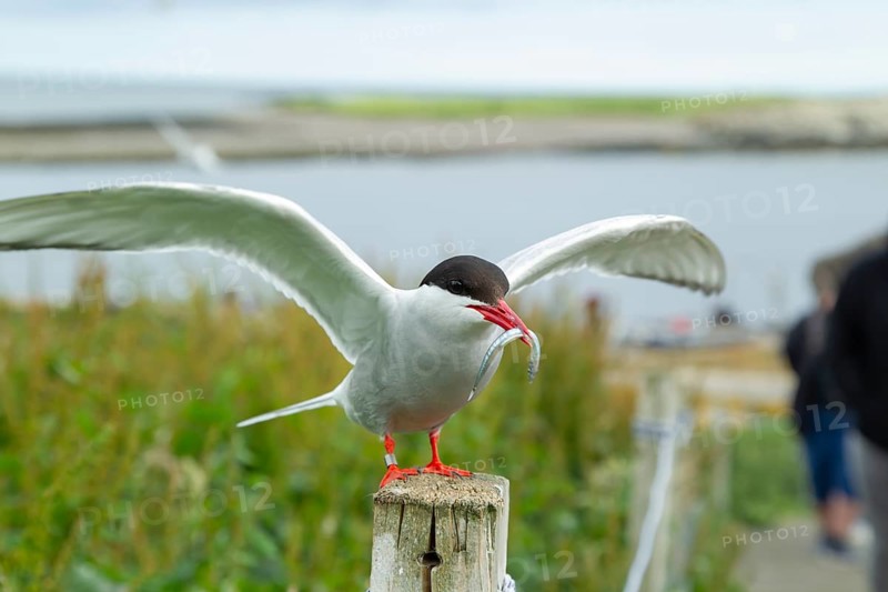 Arctic tern (Sterna paradisaea) adult bird on a wooden post carrying a fish in its beak in the summer, Farne islands, England, United Kingdom, Europe
