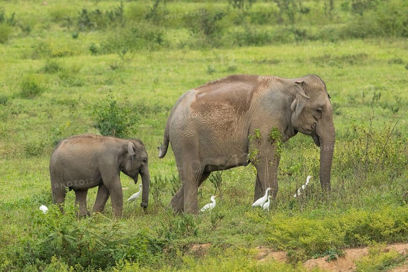 Indian elephants (Elephas maximus indicus), Khiri Khan, Hua Hin, Kui Buri National Park, Thailand, Asia