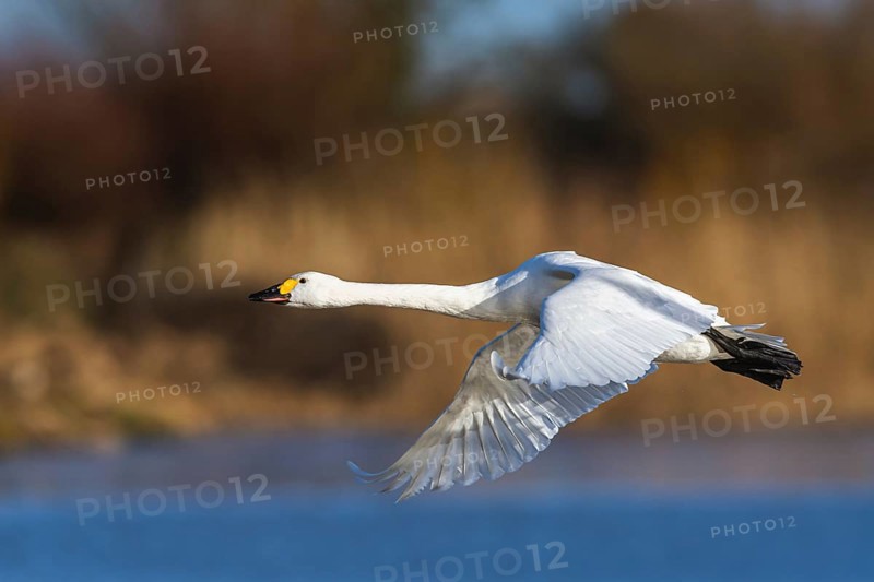 Tundra Swan, Bewick's Swan, Cygnus columbianus in flight at winter in Slimbridge, England, United Kingdom, Europe