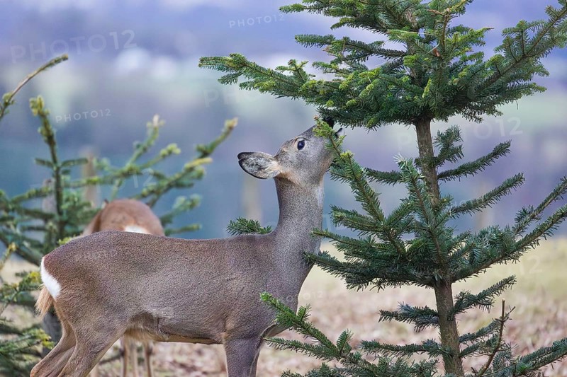 A female roe deer (Capreolus capreolus) stands in a meadow and nibbles on the needles of a fir tree