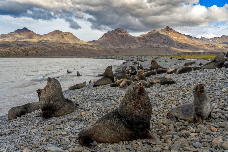 Fortuna Bay landscape with fur seals South Georgia Antarctica