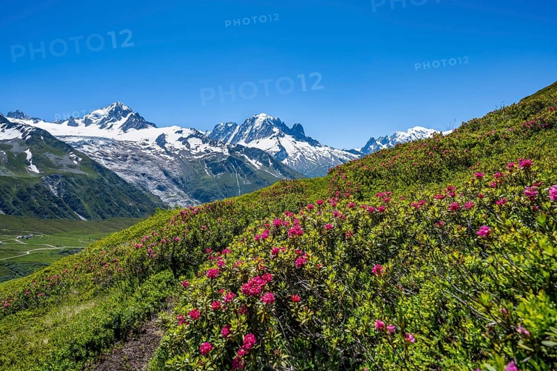 Mountain panorama with glaciated peaks and alpine roses, Aiguille Verte and Glacier du Tour, hike to Aiguillette des Posettes, Chamonix, Haute-Savoie, France, Europe