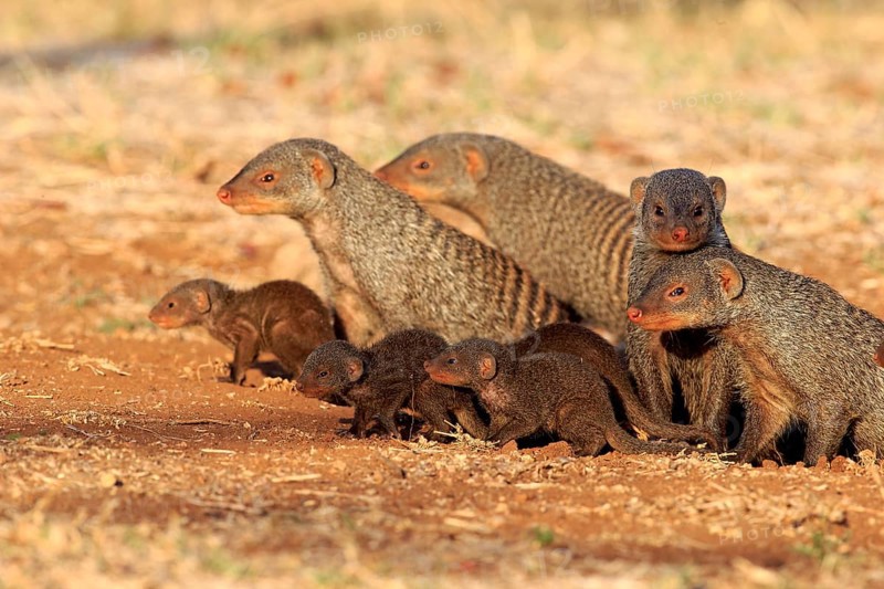 Zebra mongoose (Mungo mongoose), family with young, group, adult, at the den, Kruger National Park, Kruger National Park, South Africa, Africa