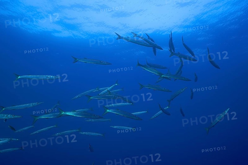A large group of barracudas (Sphyraena sphyraena) swimming in the ocean water. Dive site Giens Peninsula, Provence Alpes Côte d'Azur, France, Europe