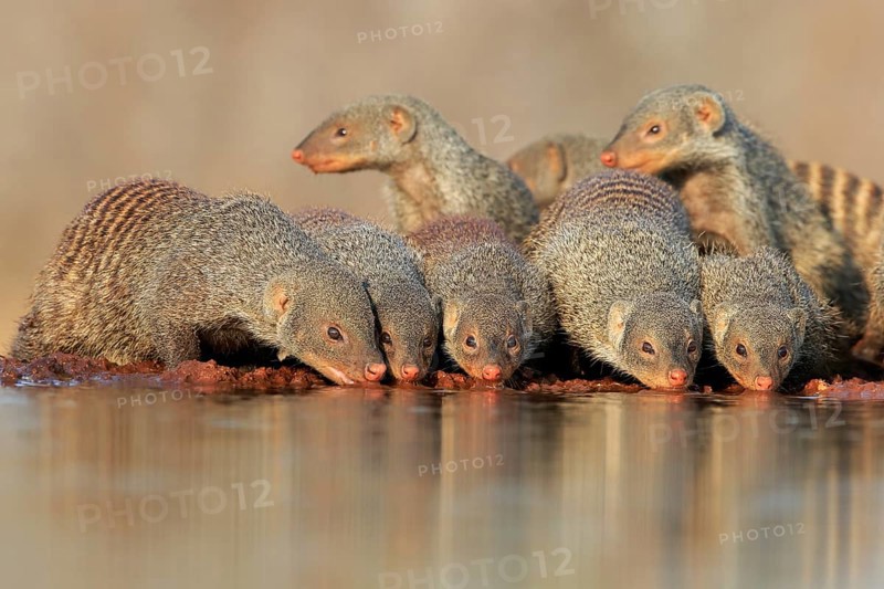 Zebra mongoose (Mungos mungo), adult, group, at the water, drinking, Kruger National Park, Kruger National Park, Kruger National Park South Africa