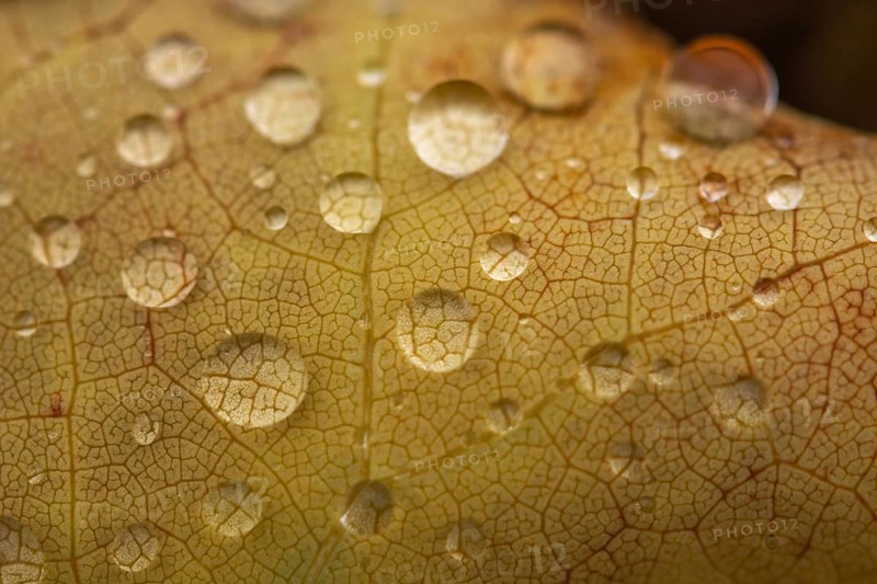Water dripping on a leaf in autumn. Bas rhin Alsace, France, Europe