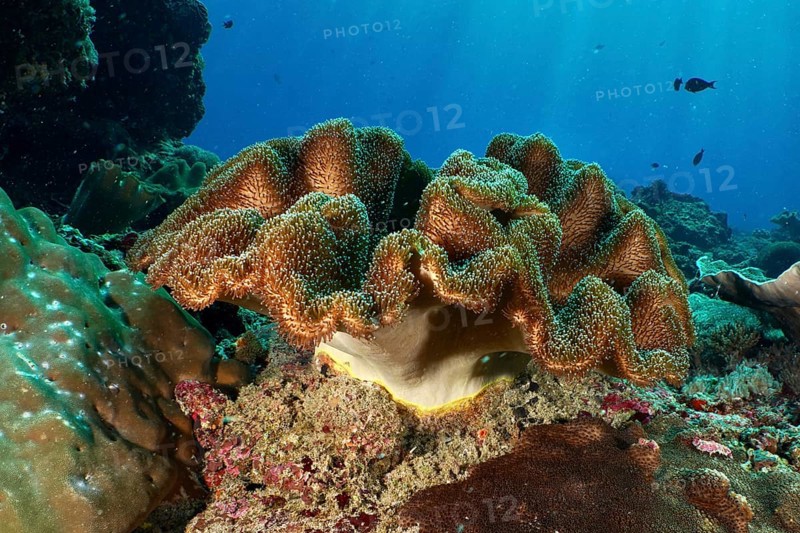 Mushroom leather coral (Sarcophyton glaucum) spreading on a rock in the clear sea, dive site Crystal Bay, Nusa Ceningan, Nusa Penida, Bali, Indonesia, Asia