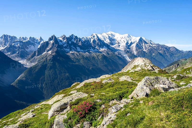 Mountain landscape with alpine roses, mountain panorama of the Mont Blanc massif with glaciated summit of Mont Blanc, Aiguilles Rouges, Chamonix-Mont-Blanc, Haute-Savoie, France, Europe