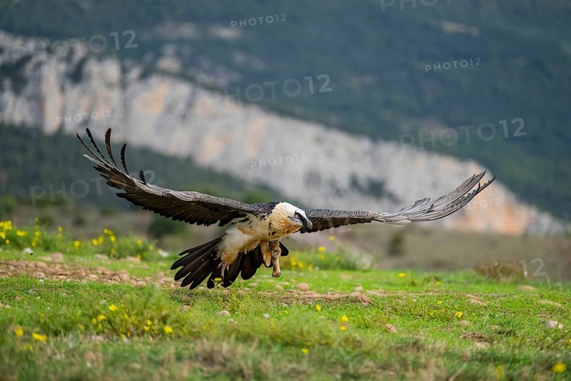 Bearded Vulture (Gypaetus barbatus) adult bird in flight with mountains in the backround, Pyrenees, Lleida, Spain, Europe