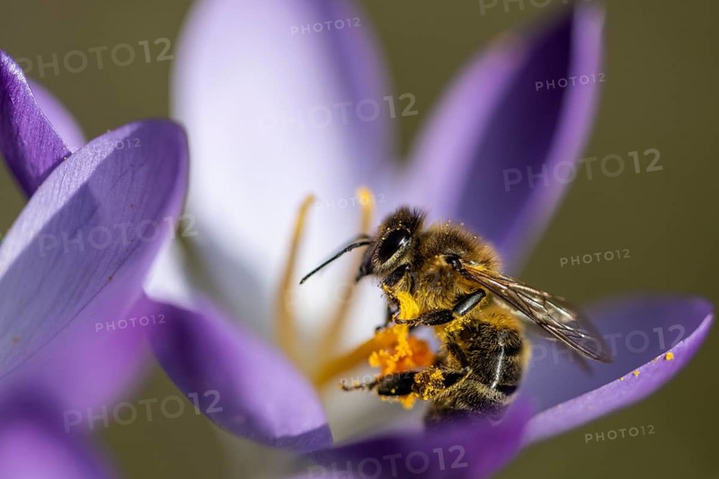Elfin crocus (Crocus tommasinianus) with honey bee (Apis mellifera), Emsland, Lower Saxony, Germany, Europe