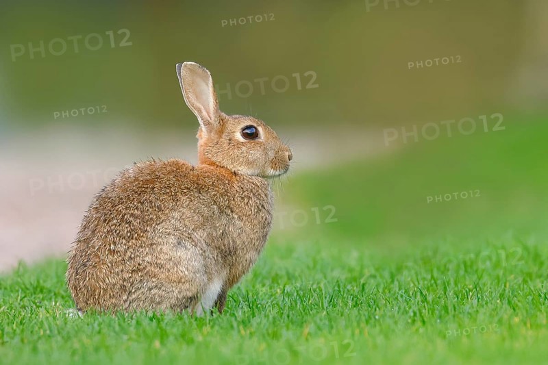 Wild rabbit (Oryctolagus cuniculus), in a meadow, adult, alert, wildlife, mammal, Baltic Sea coast, Fehmarn Island, East Holstein, Schleswig-Holstein, Germany, Europe