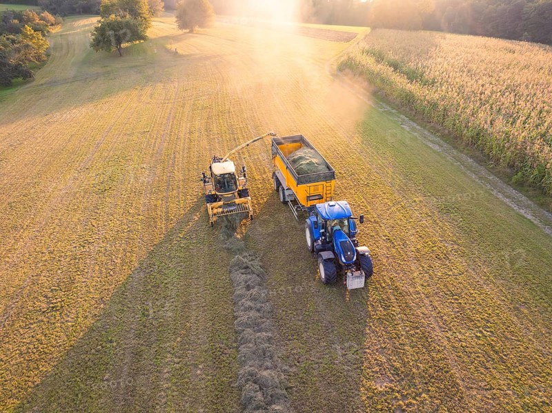 Aerial view of a tractor and a harvester picking up hay in a field at sunset, Haselstaller Hof, Gechingen, Black Forest, Germany, Europe