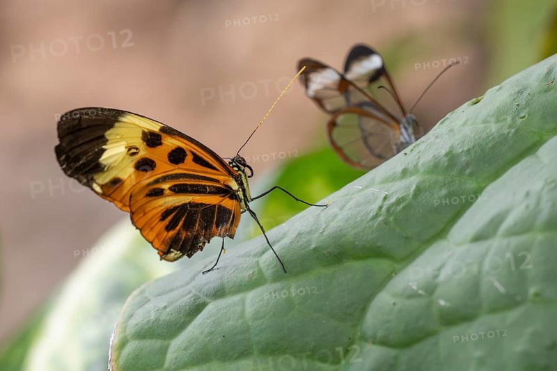 Ithomiine butterfly (Melinaea satevis) on a green leaf, Butterfly House, Botanical Garden or Botanisk Have, University of Copenhagen, Denmark, Europe