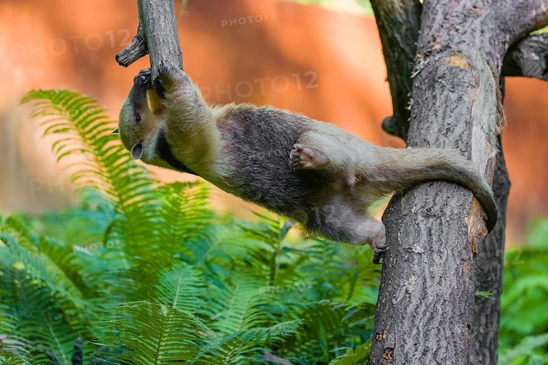 One southern tamandua (Tamandua tetradactyla), climbs in an artistic way in a tree in a forest