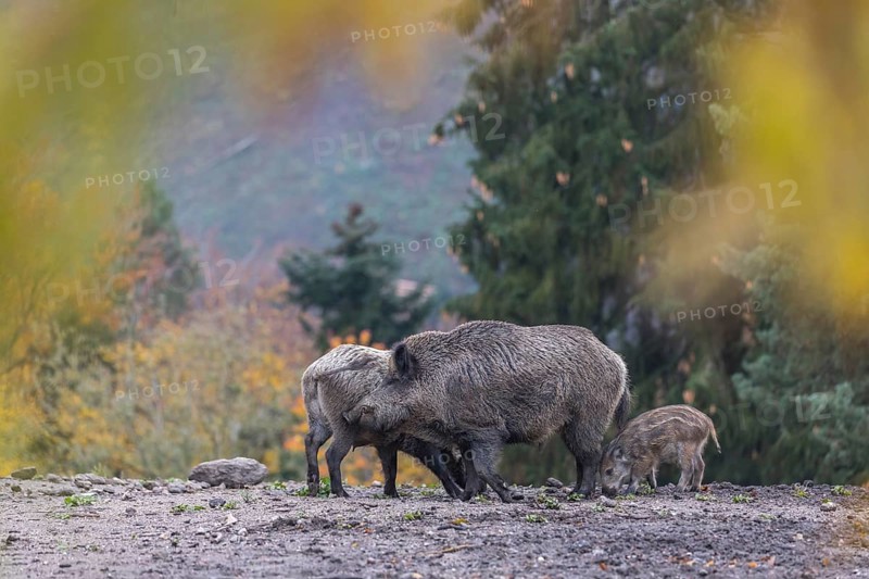 A group of wild boar or wild pig (Sus scrofa), walking over an opening in early morning light, searching for food, with an autumnal colored forest in the background and framed with colourful leafes