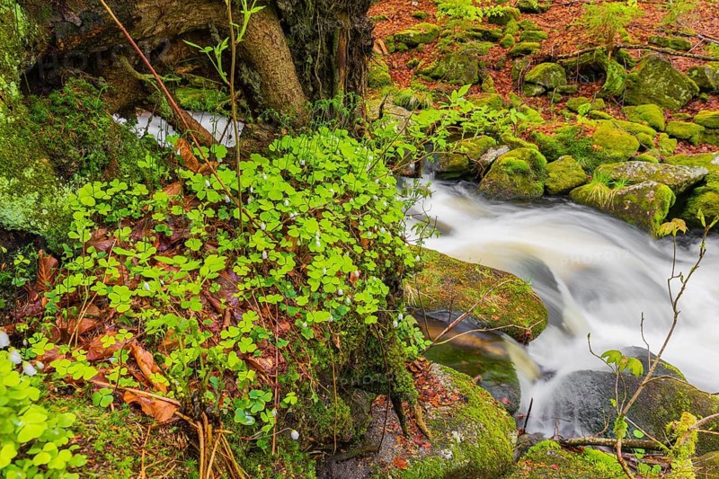 Kleine Ohe creek below Waldhaeuser village in the Bavarian Forest Nationalpark. Flowing water, little cascades, mossy stones and fresh green vegetation