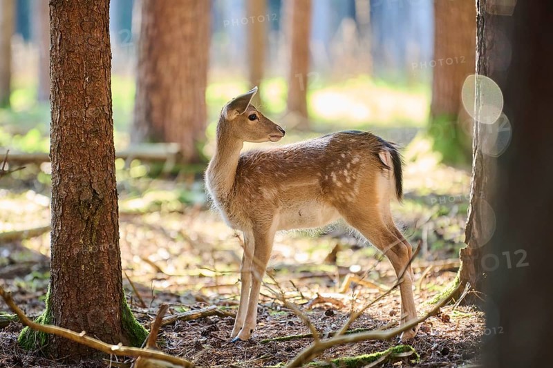 European fallow deer (Dama dama) youngsters in a forest, Bavaria, Germany, Europe