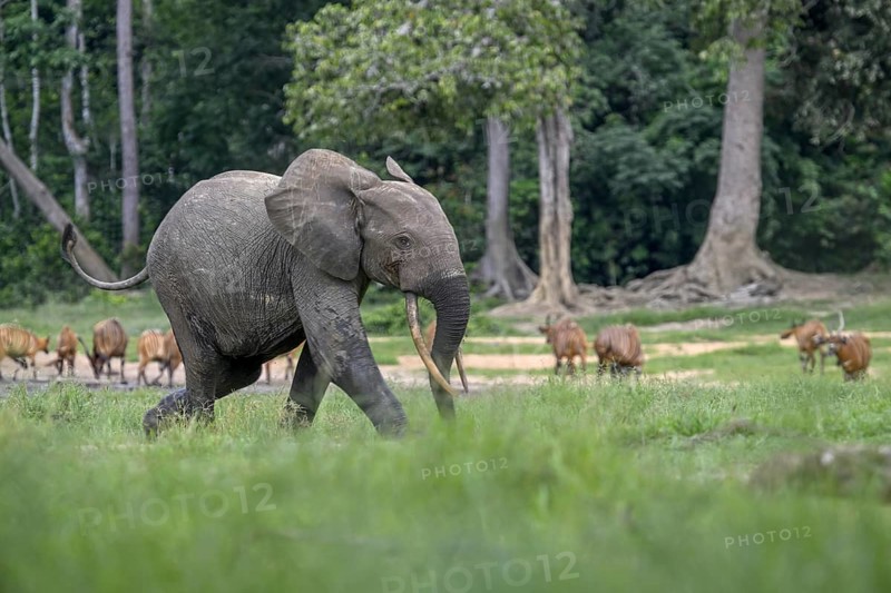 Forest elephant (Loxodonta cyclotis) and bongo antelope (Tragelaphus eurycerus) in the Dzanga Bai forest clearing, Dzanga-Ndoki National Park, Unesco World Heritage Site, Dzanga-Sangha Complex of Protected Areas (DSPAC), Sangha-Mbaéré Prefecture, Central African Republic, Africa
