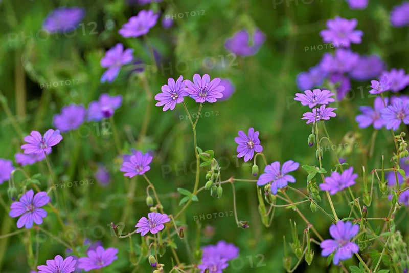 Blossoms of the Pyrenean cranesbill (Geranium pyrenaicum), Switzerland, Europe