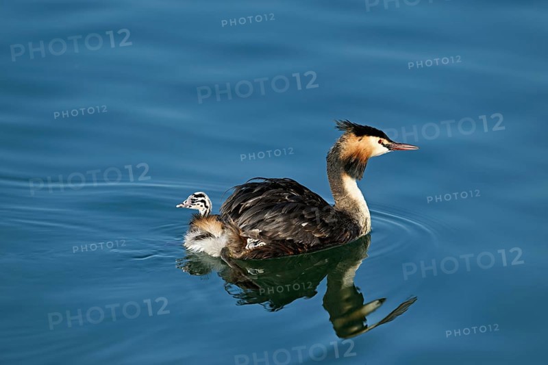 Great Crested Grebe (Podiceps Scalloped ribbonfish), swimming in the water with a chick in its plumage, Lake Zug, Kanon Zug, Switzerland, Europe