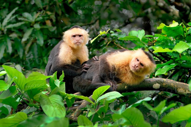 Panamanian white-faced capuchin (Cebus imitator) family in a tree, Costa Rica, Central America