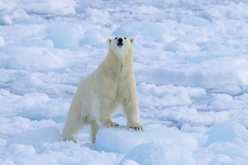 Lone polar bear (Ursus maritimus) hunting on pack ice, picking up scent of prey in the Arctic Ocean along the Svalbard coast, Spitsbergen, Norway, Europe