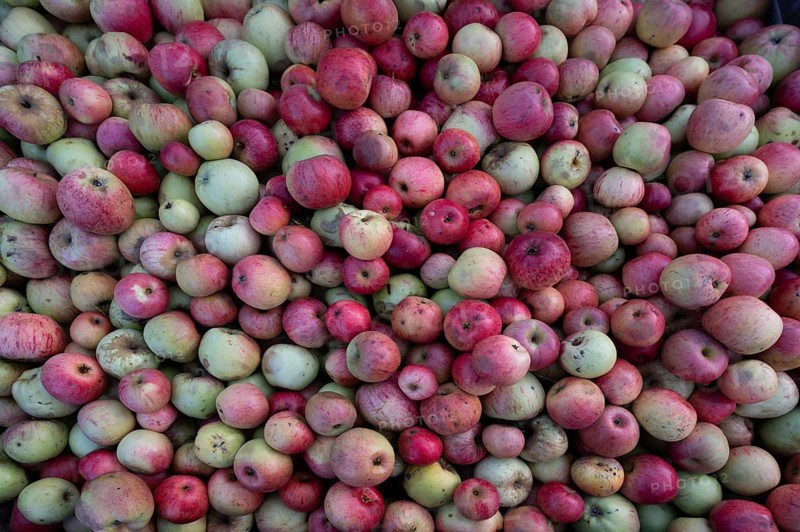 Different apple varieties (Malus) at a cidery, Mecklenburg-Western Pomerania, Germany, Europe