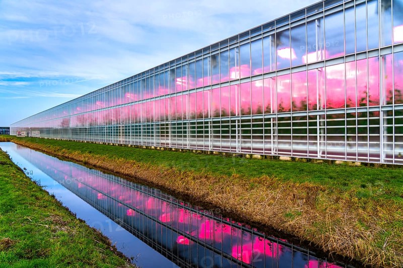 Large greenhouses for cucumbers and strawberries, over 10 hectares, the plants are artificially illuminated in pink, which promotes growth in winter, in Maasbree, west of Venlo, Netherlands