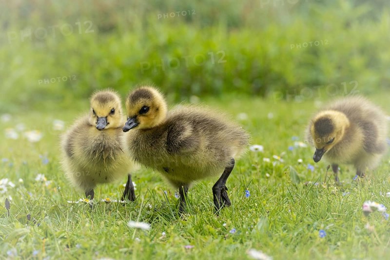 Canada goose chicks (Branta canadensis) three running through grass and daisies, looking for food, close-up, profile view, background green blurred meadow, Rombergpark, Dortmund, North Rhine-Westphalia, Germany, Europe
