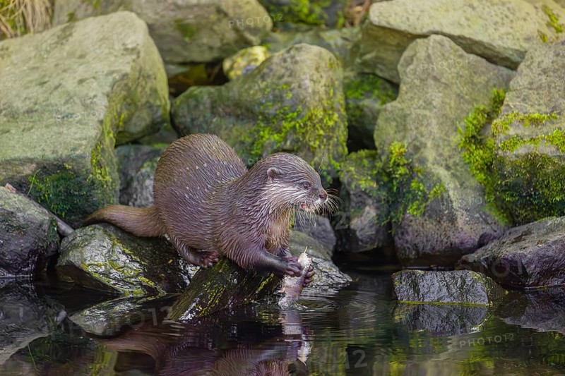 An oriental small-clawed otter or Asian small-clawed otter (Aonyx cinerea) stands on a rocky shore and eats a fish