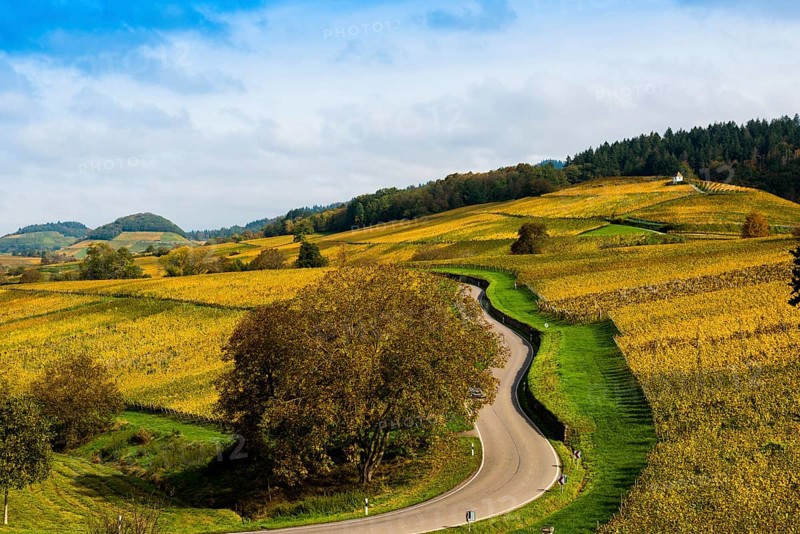 Hilly landscape with vineyards and winding road in autumn, Ballrechten-Dottingen, Breisgau, Markgräflerland, Black Forest, Baden-Württemberg, Germany, Europe
