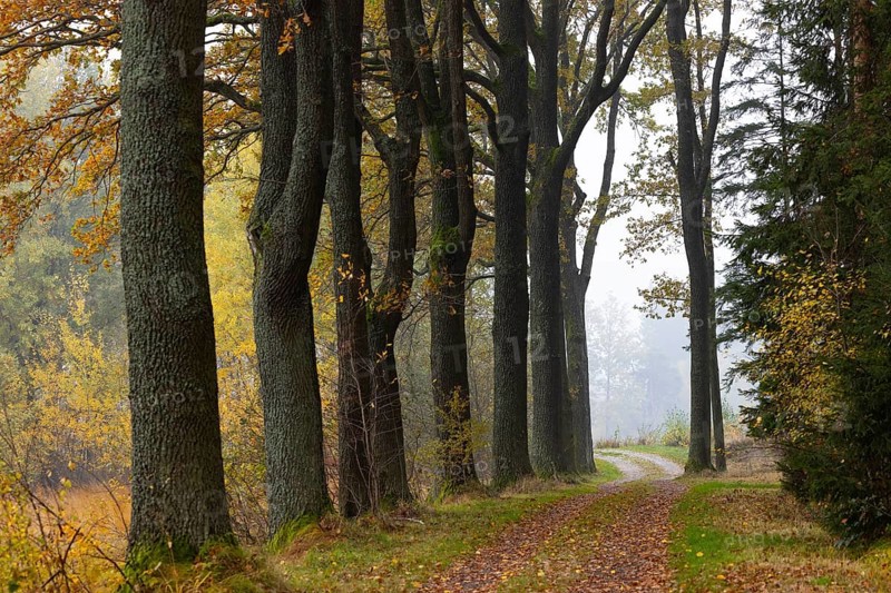 Oak avenue with morning mist in autumn, Gmünd, Waldviertel, Lower Austria, Austria, Europe
