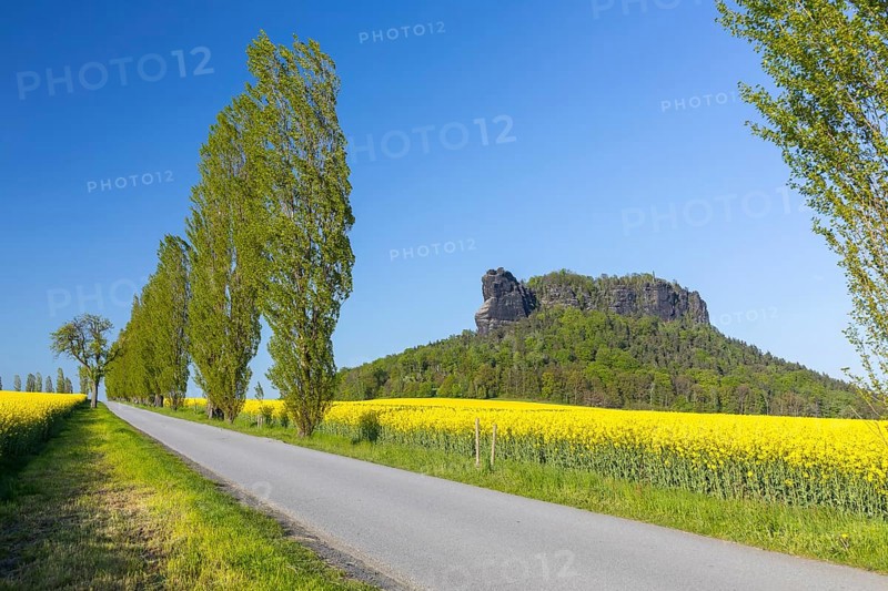 Table mountain Lilienstein surrounded by flowering rape fields (Brassica napus) and poplar avenue in Ebenheit, Saxon Switzerland, Saxony, Germany, Europe