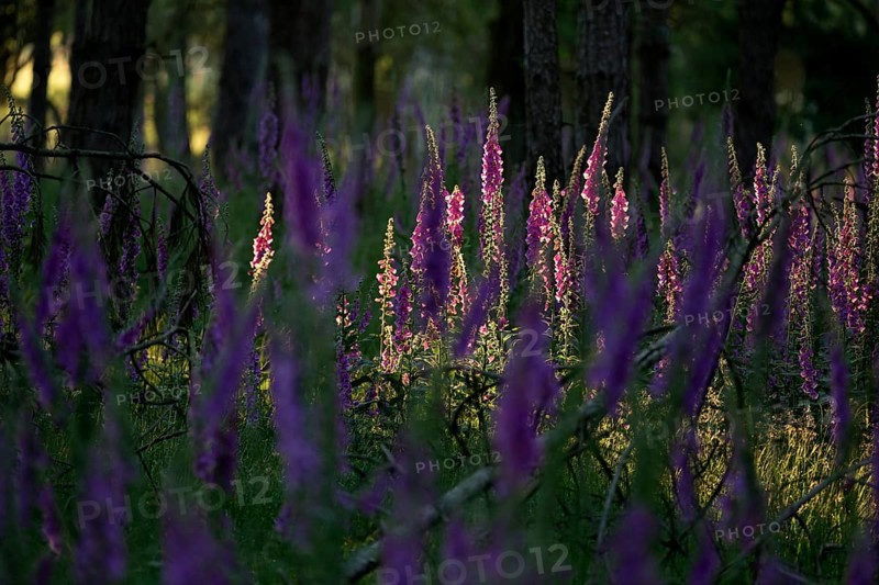 Sunlit Common foxglove (Digitalis purpurea) in the forest, Lower Rhine, North Rhine-Westphalia, Germany, Europe