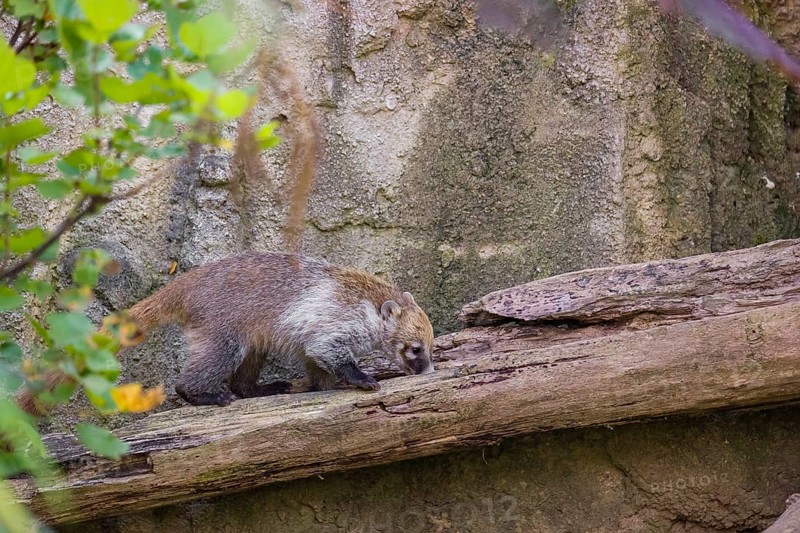 A white-nosed coati (nasua narica) looks for food in the undergrowth of a forest