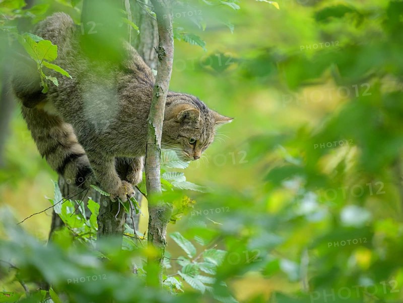 European wildcat or forest cat (Felis silvestris) in the wildcat enclosure at the Thayatal National Park House, Hardegg, Lower Austria, Austria, Europe