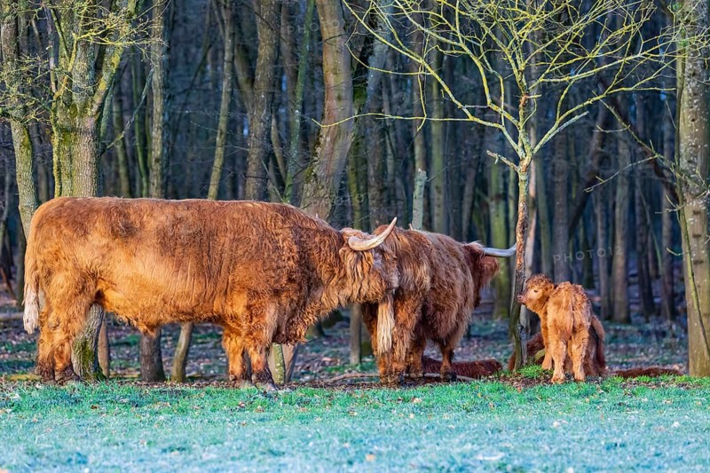 One Highland bull (Bos (primigenius) taurus) checks the cow's readiness for mating