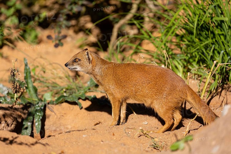 One yellow mongoose, Cynictis penicillata, or red meerkat walking over sandy terrain