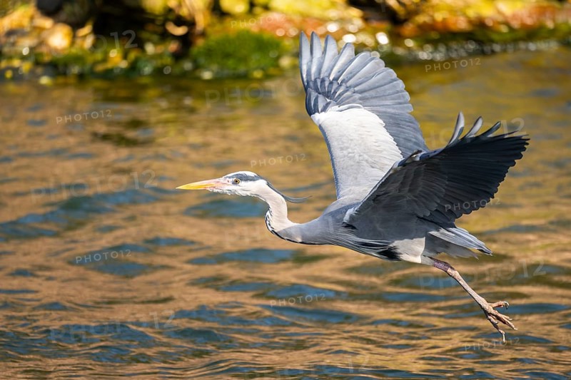 Grey heron (Ardea cinerea) flying at the shore of a lake, wildlife, Bavaria, Germany, Europe